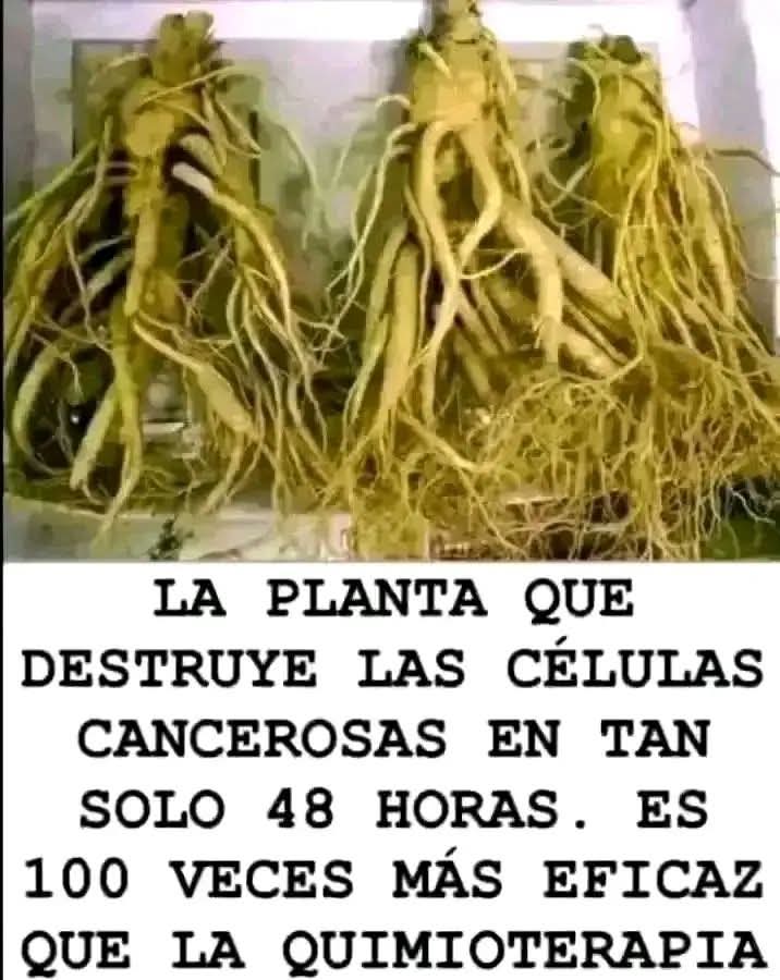 La raíz milagrosa.. Ver Mas