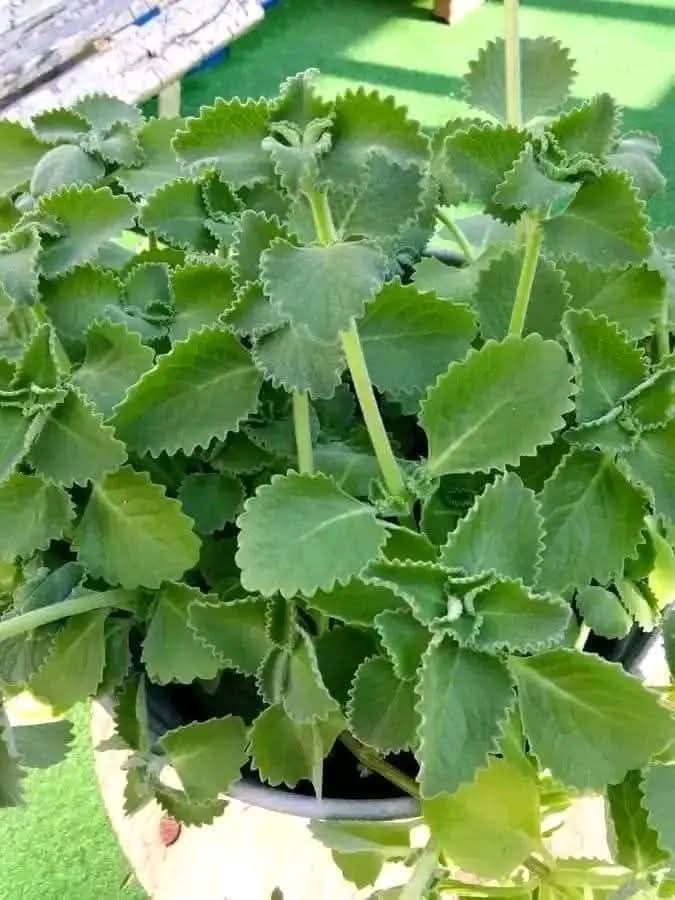 Solo 1 hojita de OREGANO al día y dile adiós al…Ver más