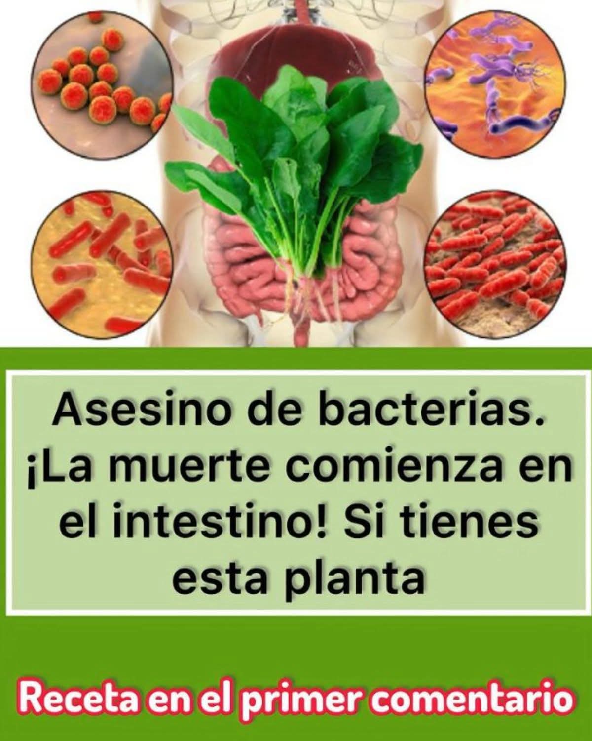 El Asesino Natural de Bacterias que Limpia el Hígado y los Intestinos y mas..