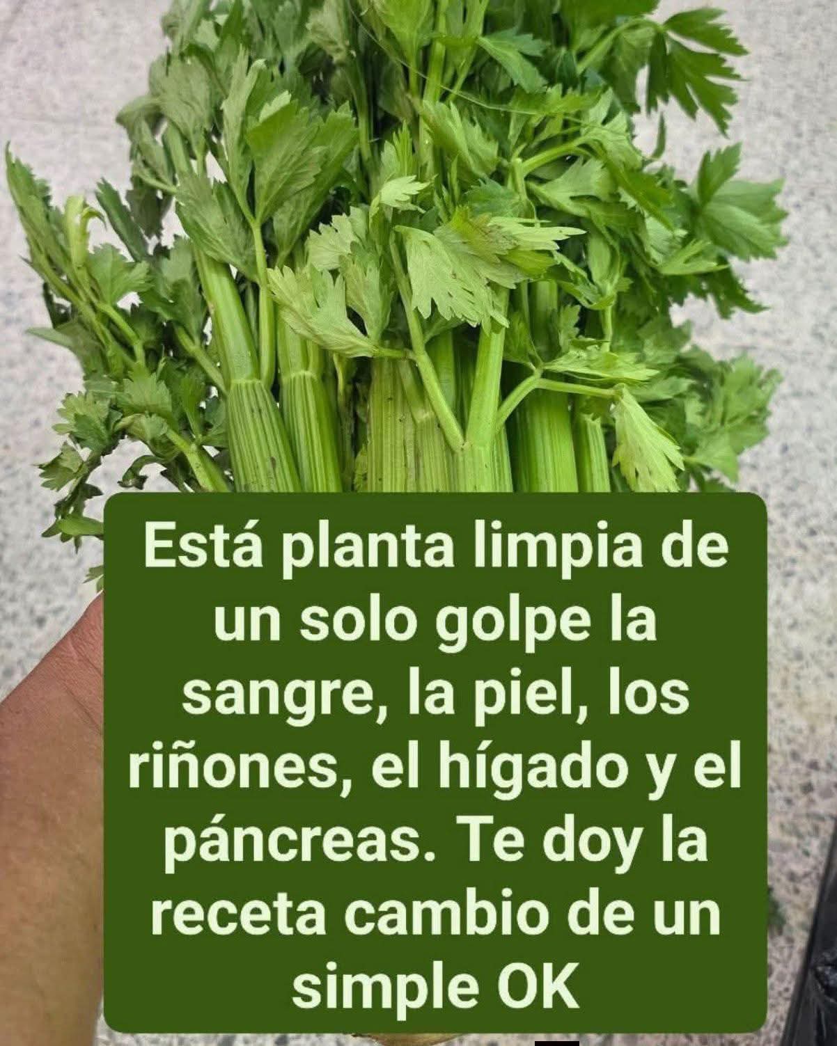 🥬Esta es la planta que te limpiará de un solo golpe, aquí te.. ver mas