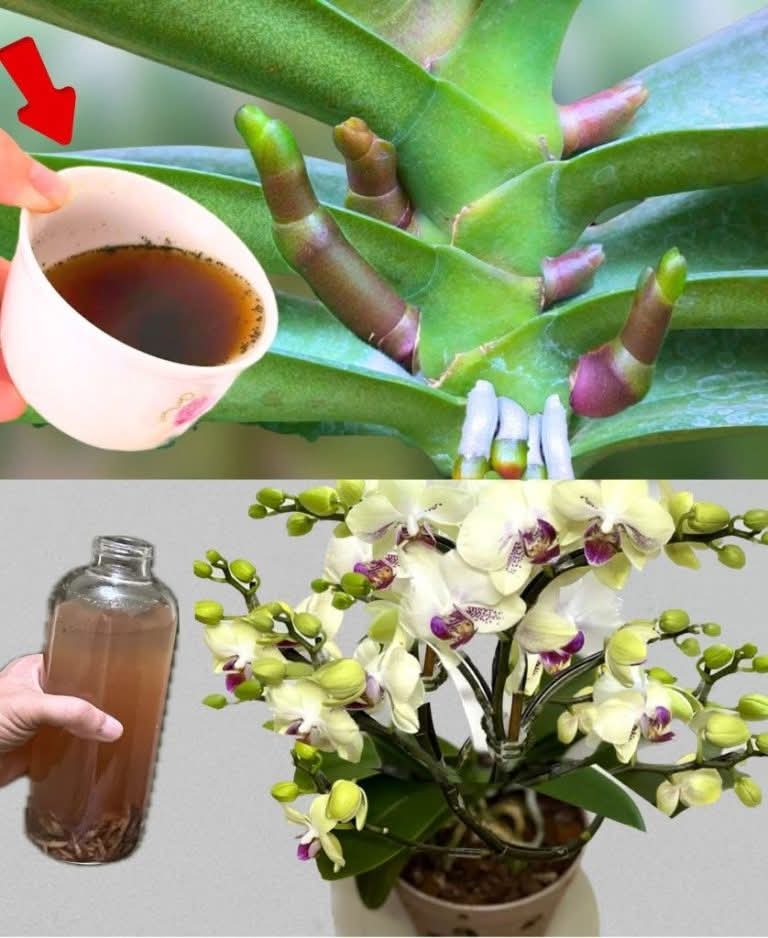 Orquídea muy frondosa, si la riegas con esto quedará 10 veces más bonita….ver mas