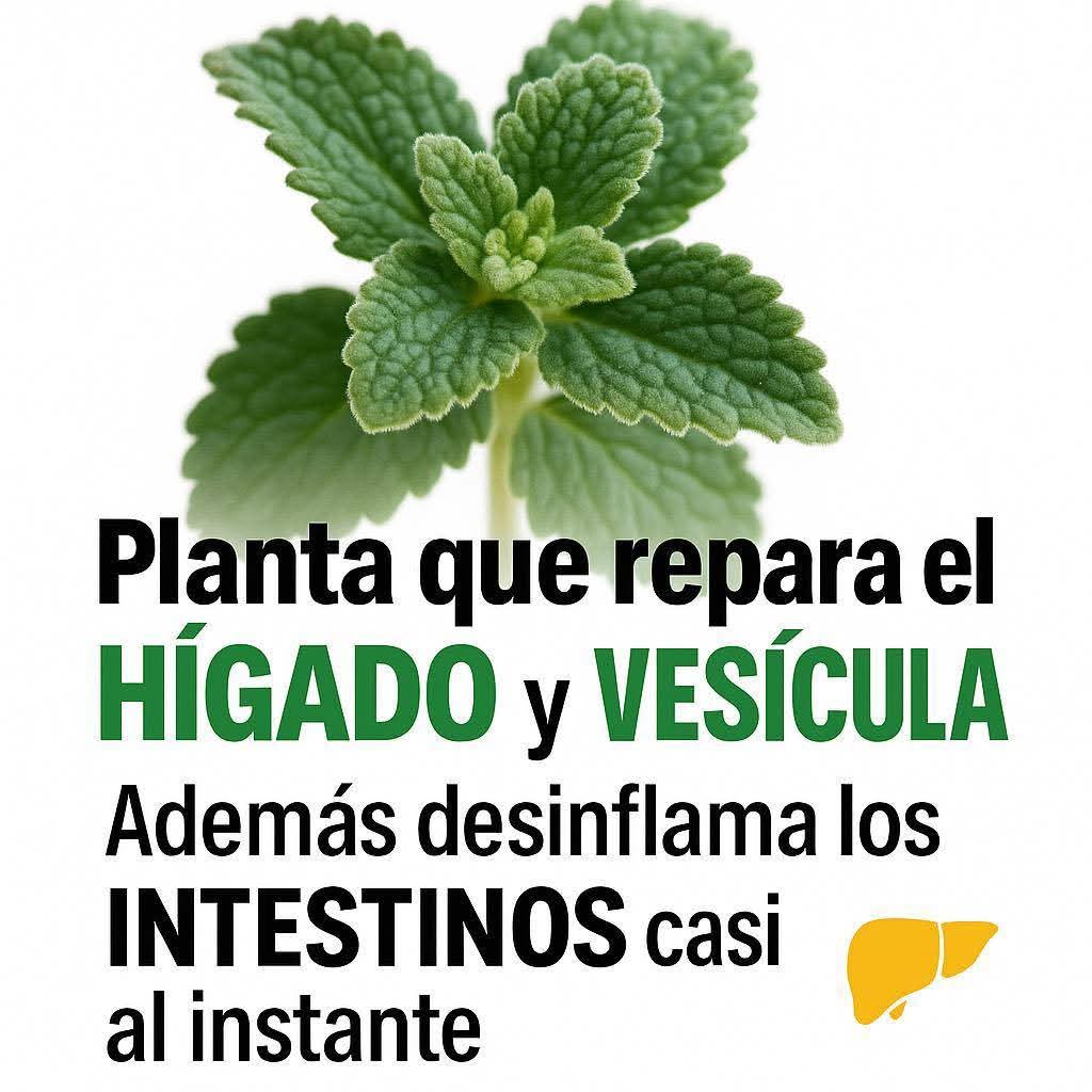Planta que repara el hígado y vesícula y ademas desinflama los intestin..ver mas