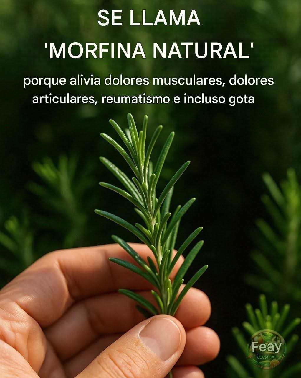 Descubre el poder del romero: “morfina natural” en tu propia casa…. ver mas