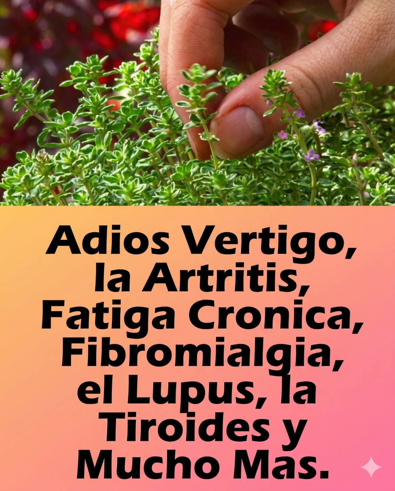 Mira en el primer comentario ⤵️