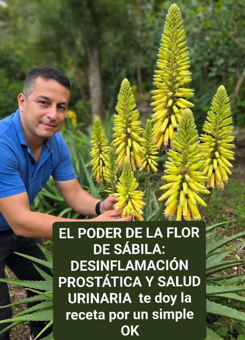 El poder de la flor de la sábila , desinflamación prostática y ordinaria…ver mas