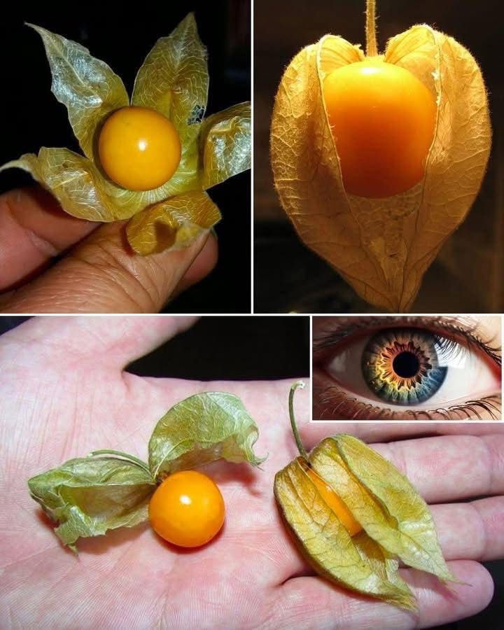 👀Esta maravilla subestimada de la naturaleza es en realidad un tesoro de la vida real… ver mas