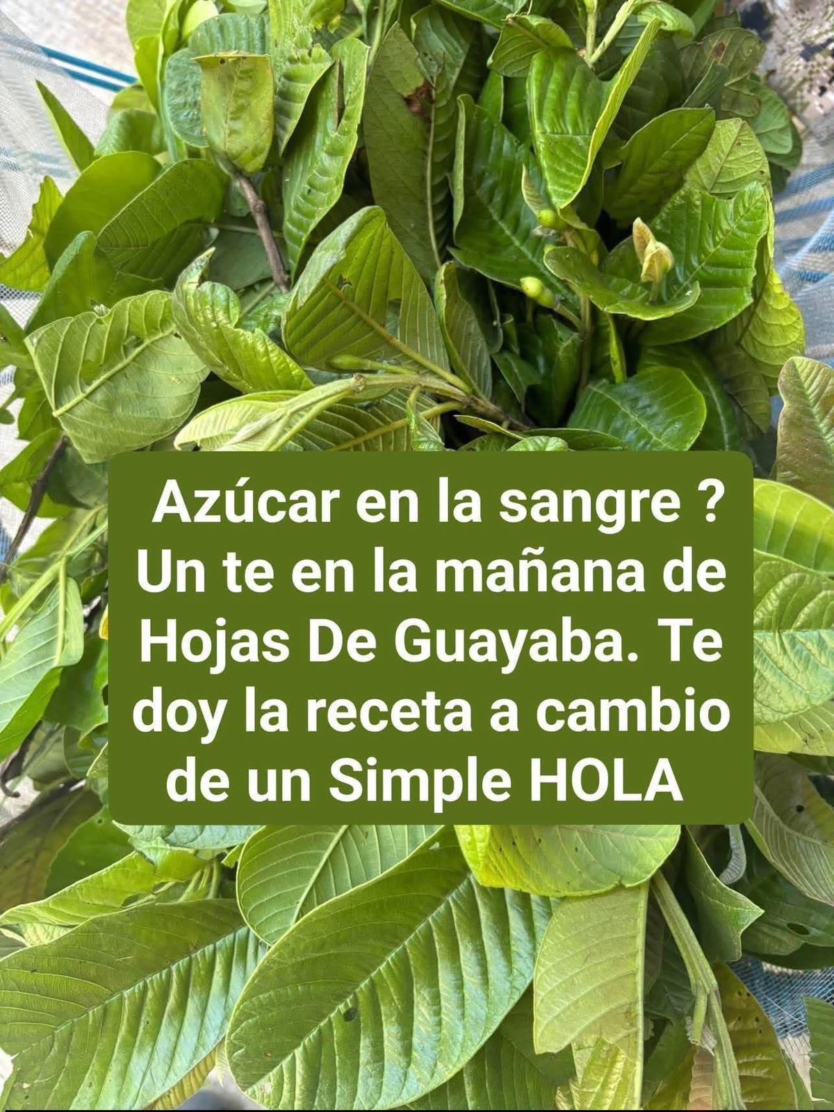 La milagrosa hoja de guayaba… Ver