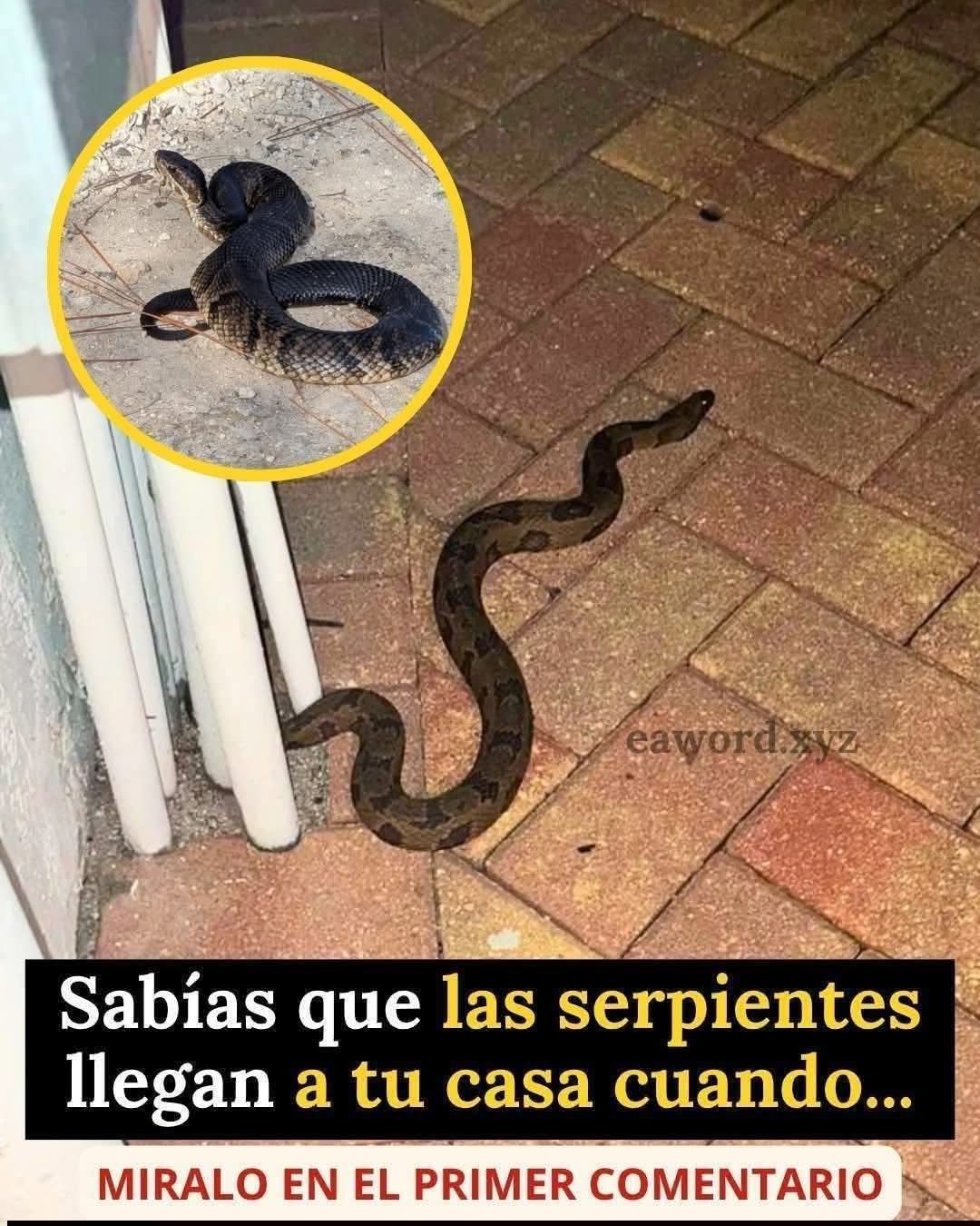 Sabias que las SERPIENTES llegan a tu casa cuando…Ver Más