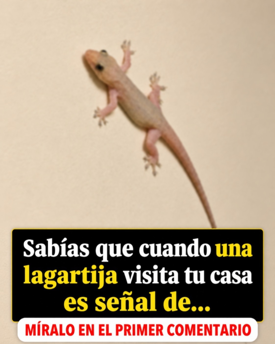 Sabías que cuando una lagartija visita tu casa es señal de… Ver más