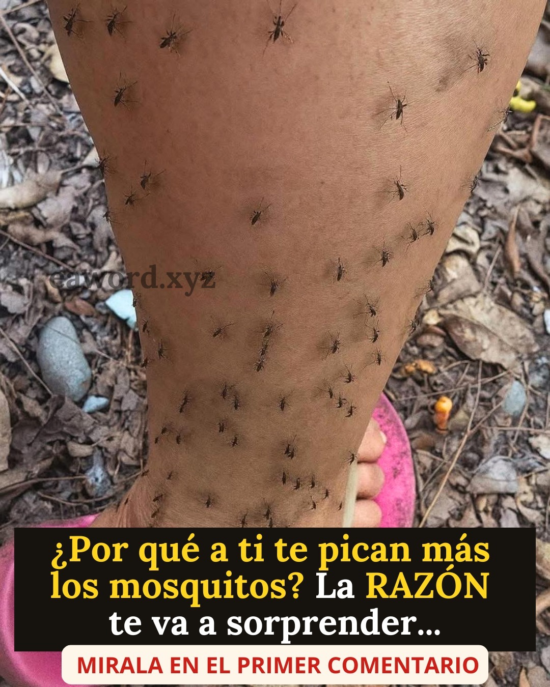 ¿Por qué te pican los mosquitos solo a ti ? la razón te va a sorprender… Ver más