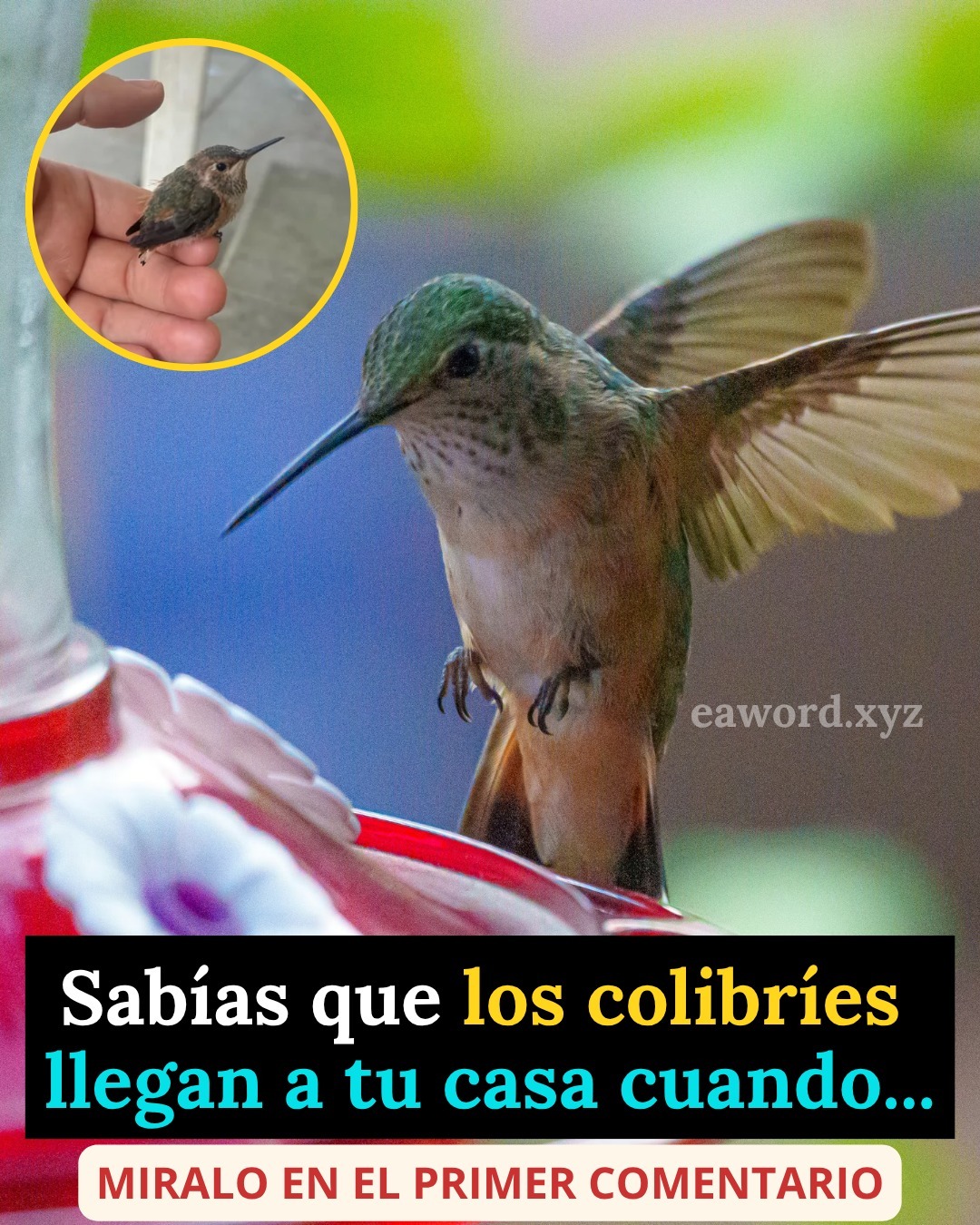 Sabías que cuando un Colibrí visita tu casa es señal de… Ver más