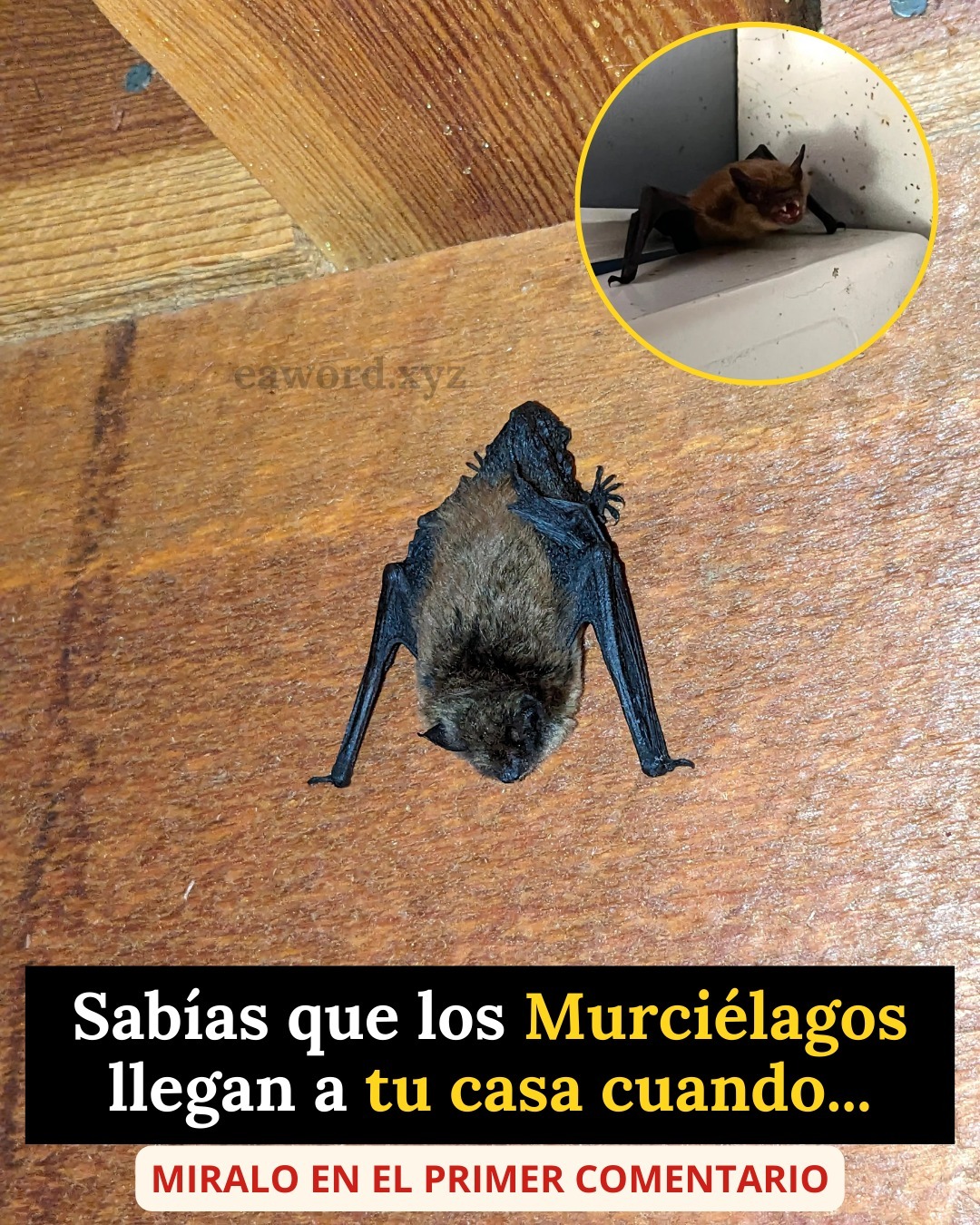 Sabias que los MURCIÉLAGOS llegan a tu casa cuando…Ver más