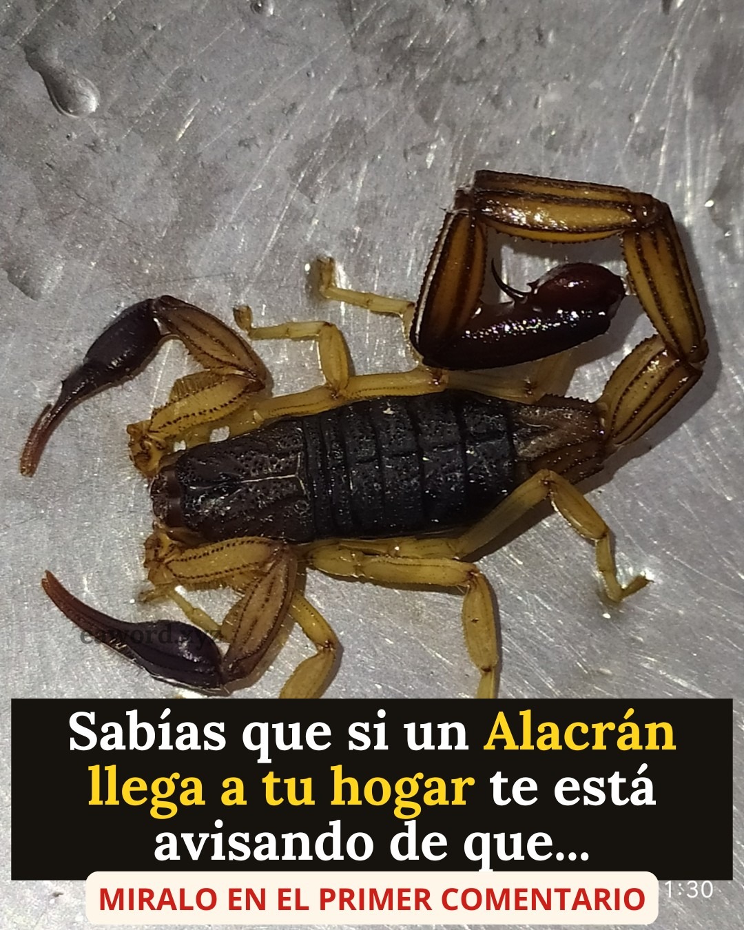 ‎Sabías que si un ALACRÁN llega a tu hogar te está avisando de que… Ver más