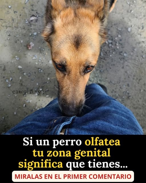 Si un perro olfatea tu zona genital significa que tienes….Ver más