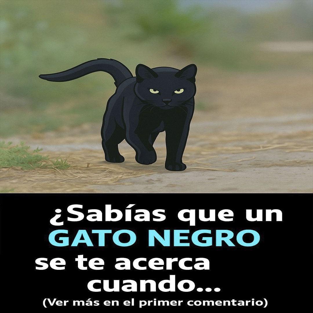 ¿Qué significa realmente cuando un gato negro se te acerca?…Ver más