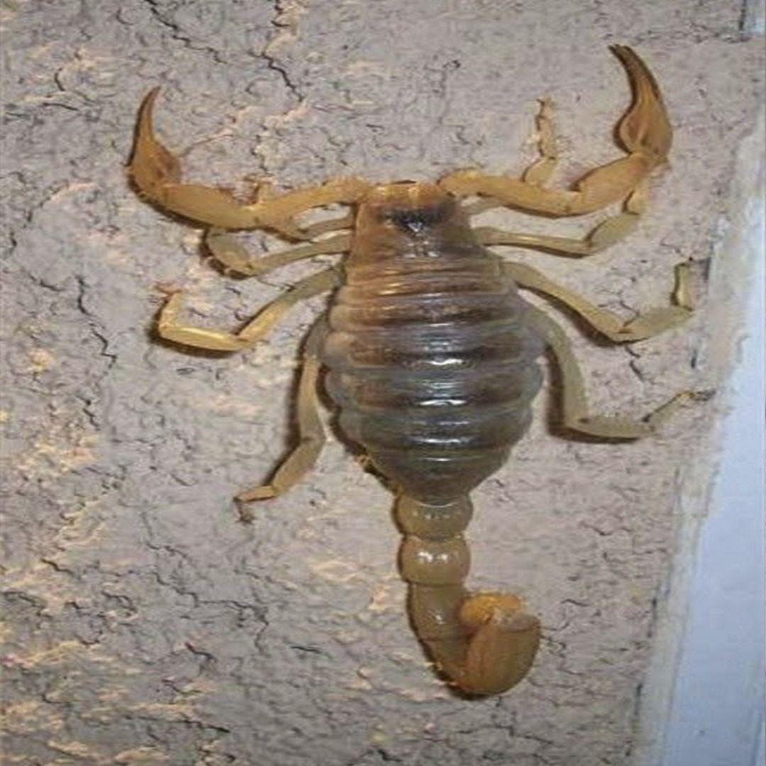 Alacranes en casa: lo que podrían estar tratando de decirte…Ver más