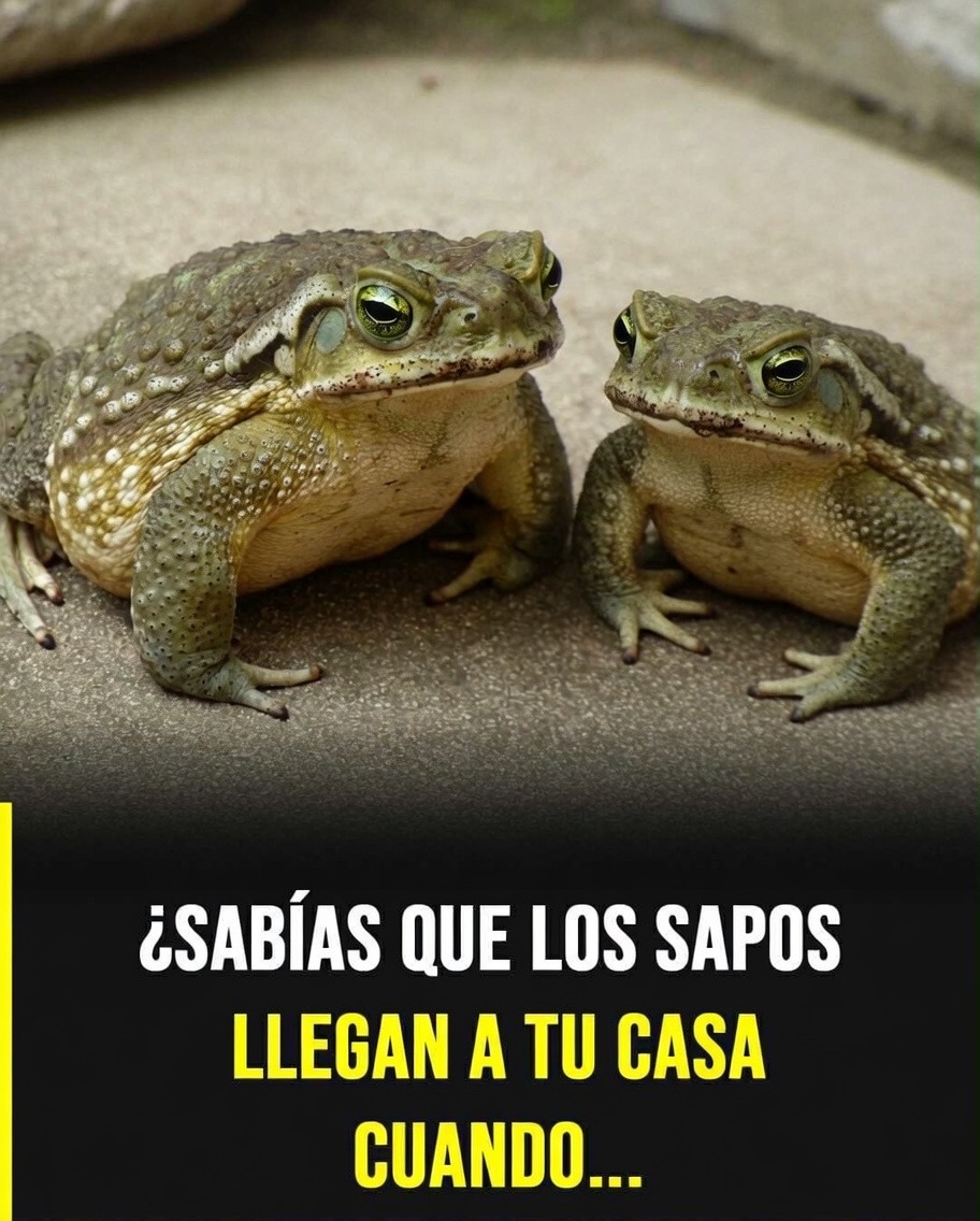 Sabias que los SAPOS llegan a tu casa cuando ocurre…Ver más