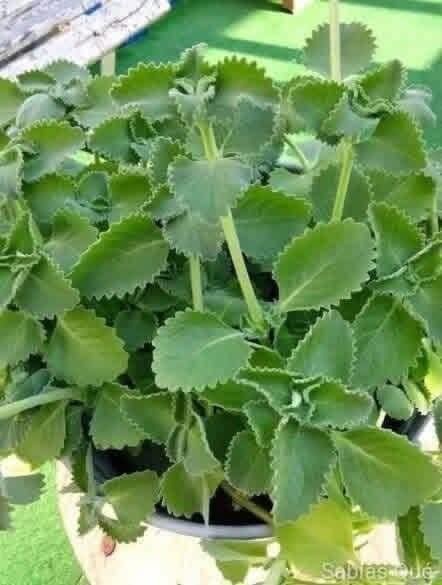 Té de ORÉGANO por 10 días y se acaba tu problema de…ver más