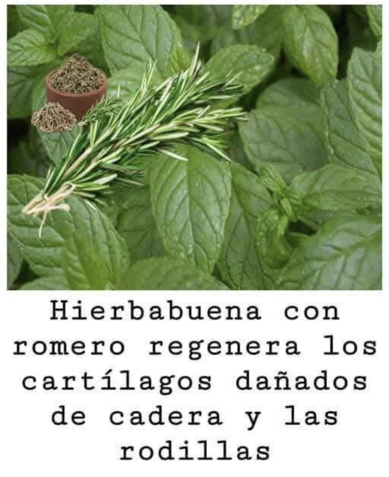 Mezcla hierbabuena con romero regenera el cartílago. Ver más…..