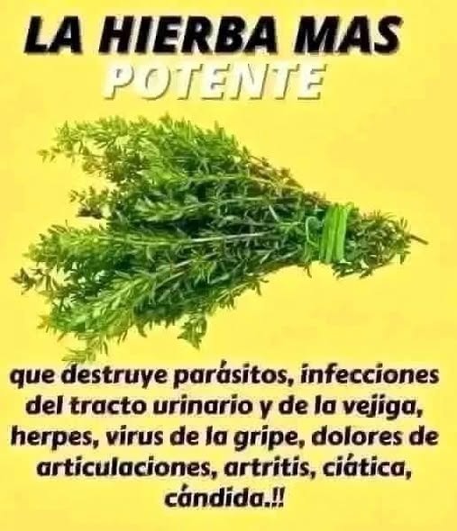 Estas es la hierba mas potente del mundo ya que combate… ver más