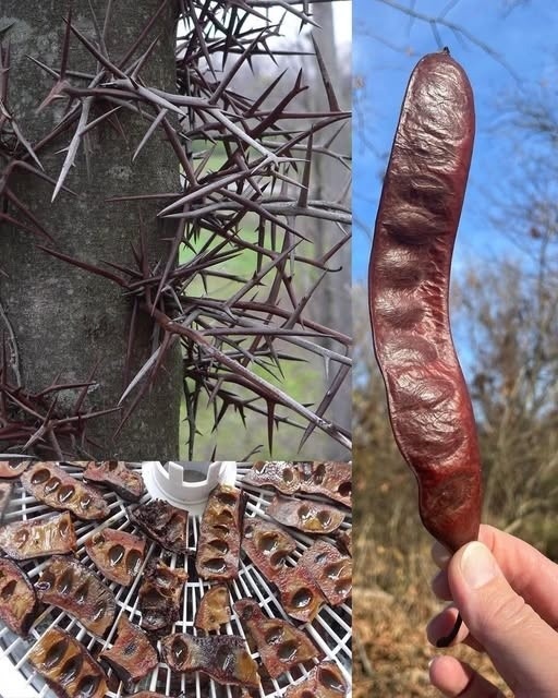 Si ves este árbol, ¡estás sentado sobre oro y ni siquiera lo sabes!… Ver más