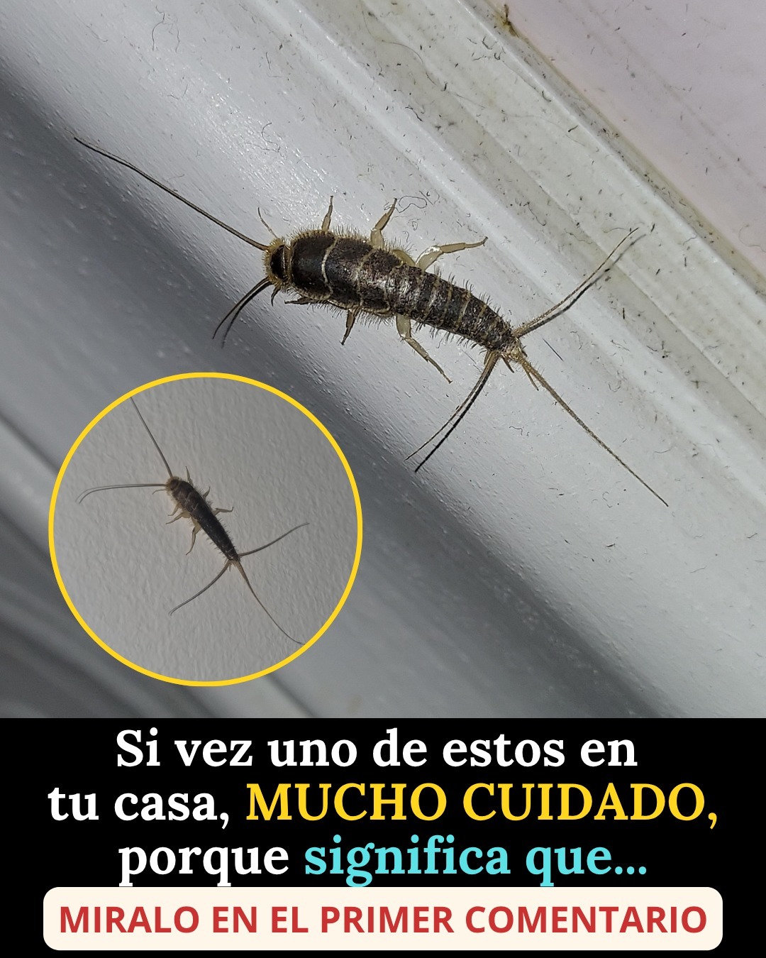 Si vez uno de estos en tu casa, MUCHO CUIDADO, porque significa que…Ver mas