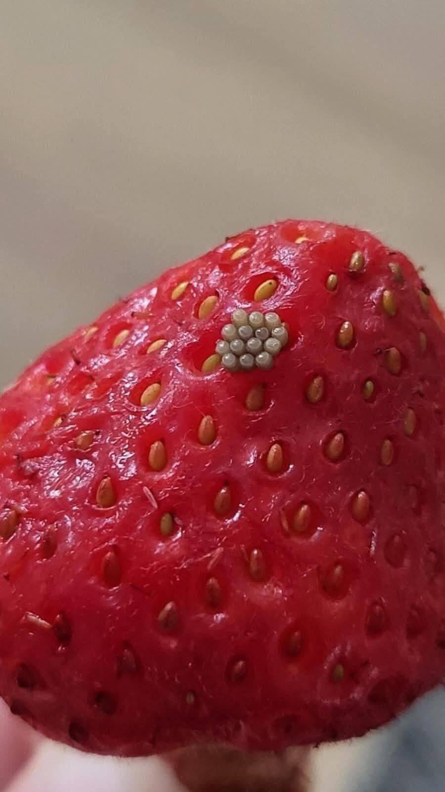 Consecuencias de no lavar las frutas y vege… ver más