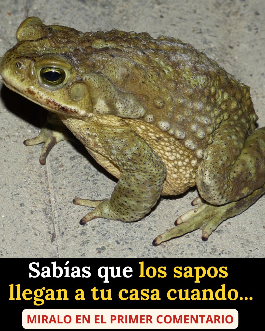 Sabias que los SAPOS llegan a tu casa cuando ocurre…Ver más